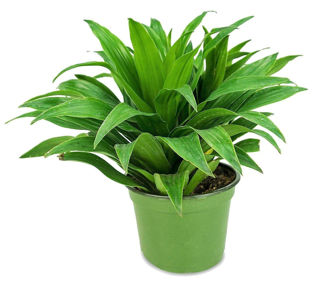 Dracaena Compacta Small