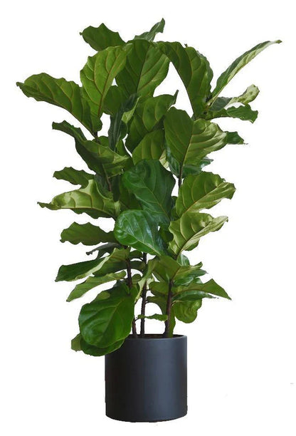 Ficus Lyrata, Fiddle Leaf Fig