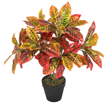 Codiaeum Variegatum , Croton (Indoor)