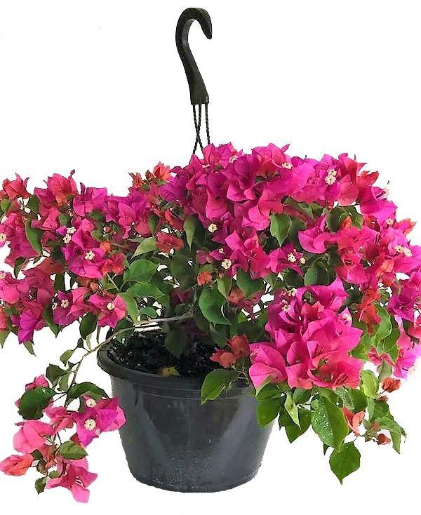 Great Bougainvillea, Bougainvillea Spectabilis