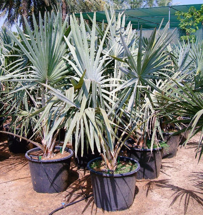 Bismark Palm, Bismarckia Nobilis