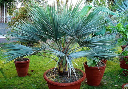 Mexican Blue Palm, Brahea Armata