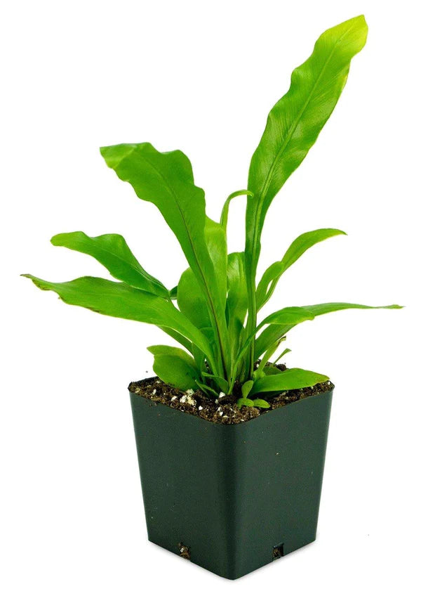 Bird’s Nest Fern, Asplenium Nidus