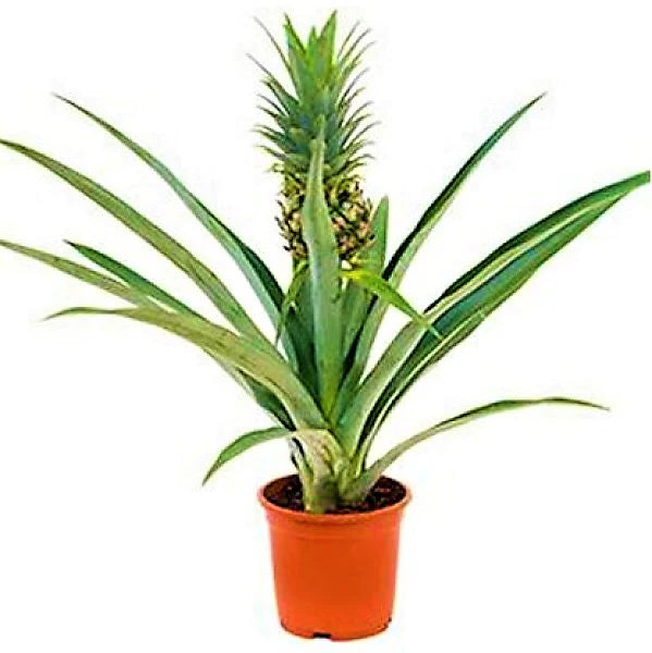 Pineapple, Ananas Comosus