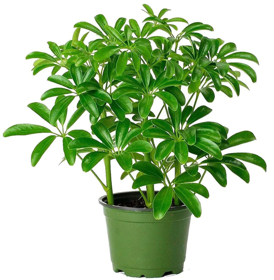 Schefflera Arboricola, Dwarf Umbrella Tree