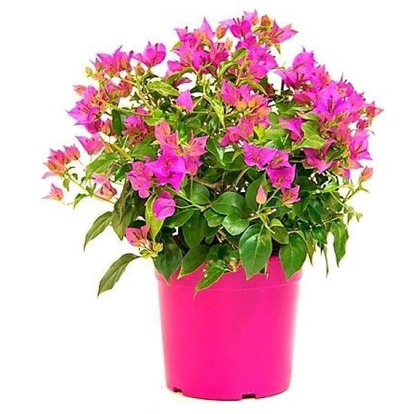 Bougainvillea Pink Pixie