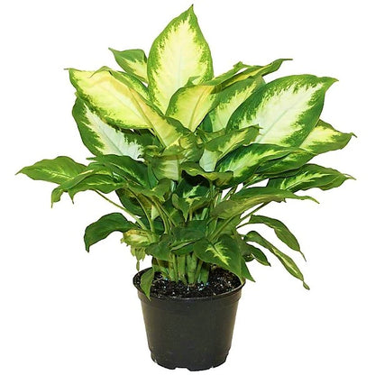 Dieffenbachia, Camilla ,Camellia ,Dumb Cane Plant