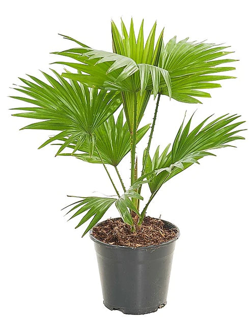 Livistona Palm, Footstool Palm, Table Palm, Fan Palm