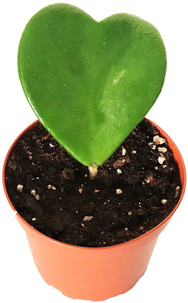 Lucky Heart, Hoya Kerrii