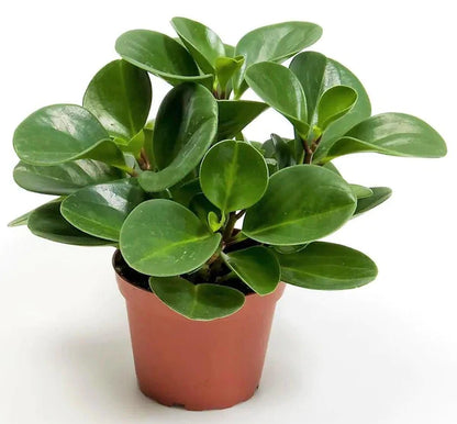 Baby Rubber, Pepper face, Peperomia Obtusifolia