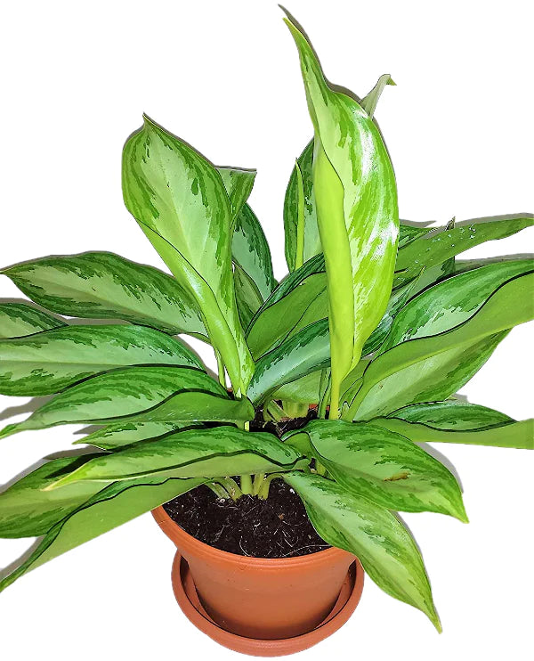 Aglaonema “Silver Queen” Chinese Evergreen Plant