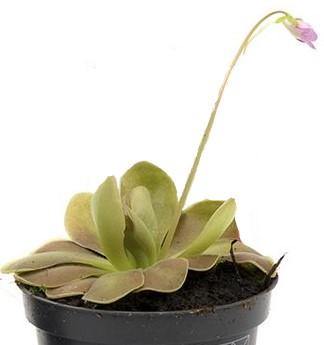 Butterworts , Sarracenia pinguicula