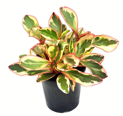 Peperomia Ginny or Tricolor Peperomia