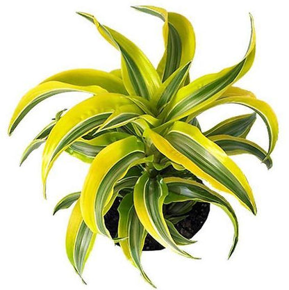 Dracaena Lemon Lime Mini