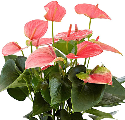 The Flamingo Flower, Anthurium, Andreanum