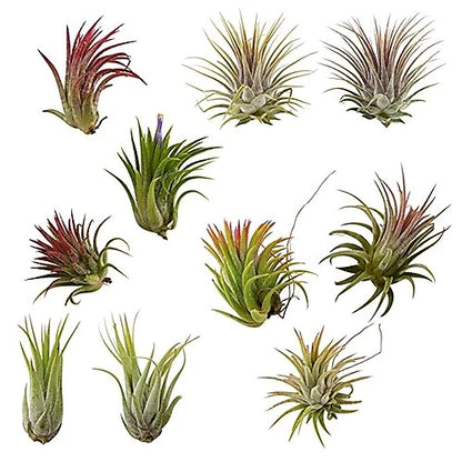 Tillandsia Lonantha Red Clumb