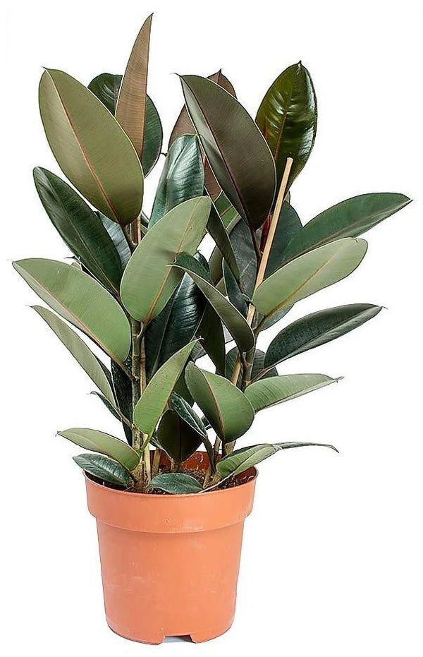 Ficus elastic Abidjan, Rubber Plant