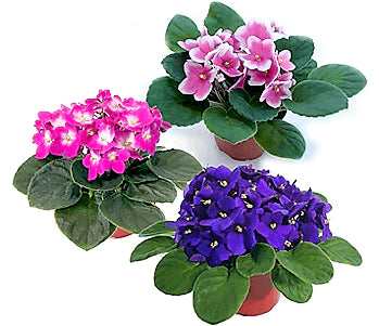 African Violets, Saintpaulia