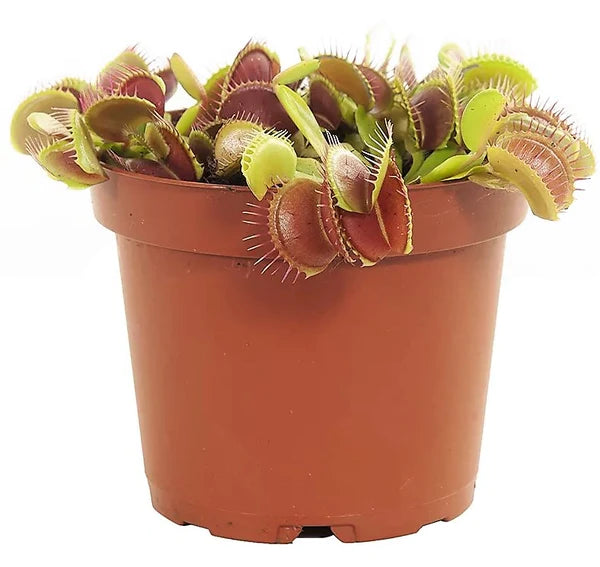 Venus Flytrap , Dionaea Muscipula