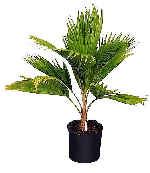 Fiji Fan Palm, Pritchardia Pacifica