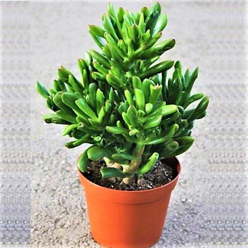 Crassula Ovata, Hobbit