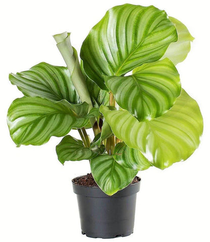 Calathea Orbifolia