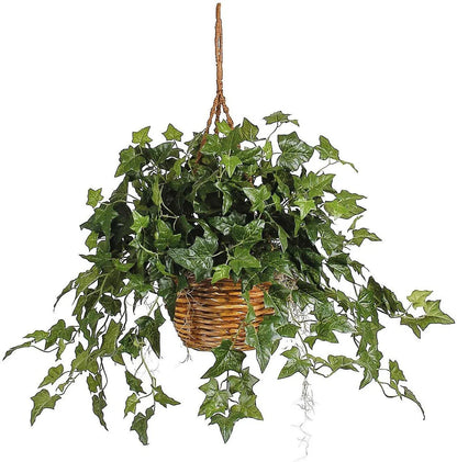 Hedera helix, English Ivy