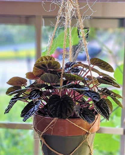 Peperomia Red Luna