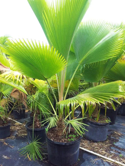 Fiji Fan Palm, Pritchardia Pacifica