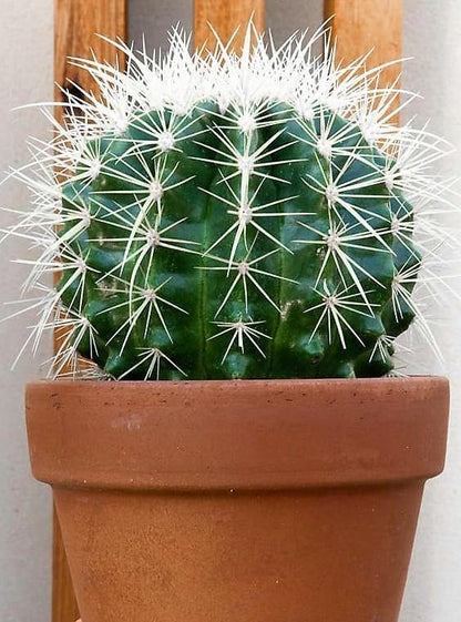 Ball Cactus, Barrel