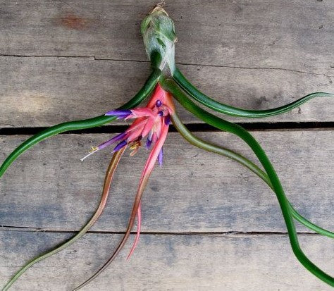 Tillandsia Bulbosa, Air Plant