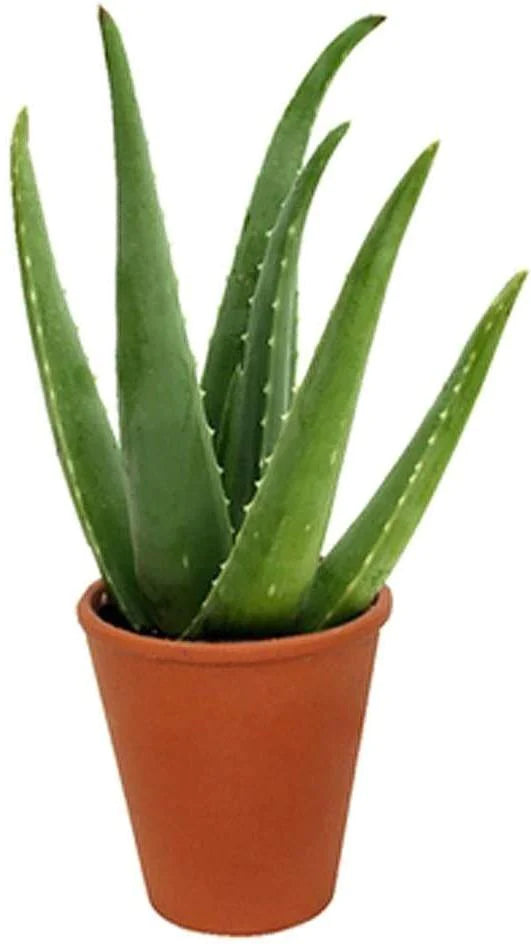 Aloe Vera, Medicina Aloe, Indoor