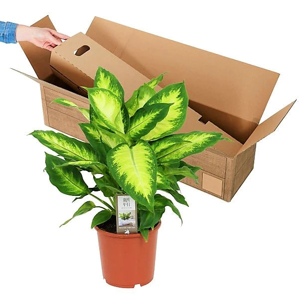 Dieffenbachia, Camilla ,Camellia ,Dumb Cane Plant