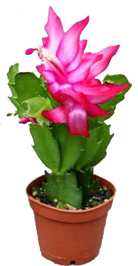 Christmas Cactus