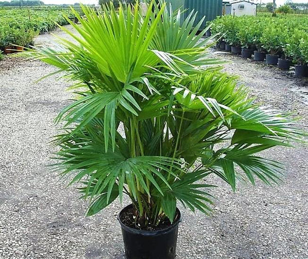 Chinese Fan Palm, Livistona Chinensis, Fountain Palm