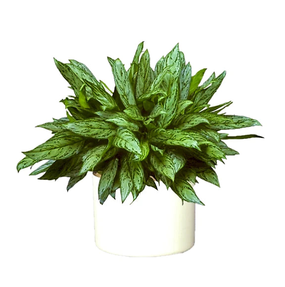 Aglaonema “Silver Queen” Chinese Evergreen Plant