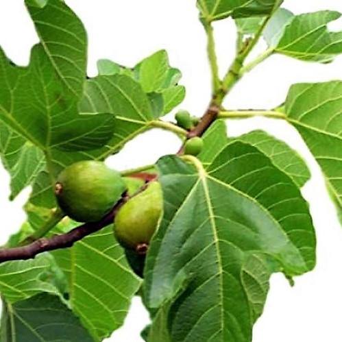 Fig Tree, Ficus Carica