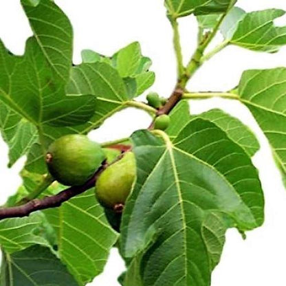 Fig Tree, Ficus Carica