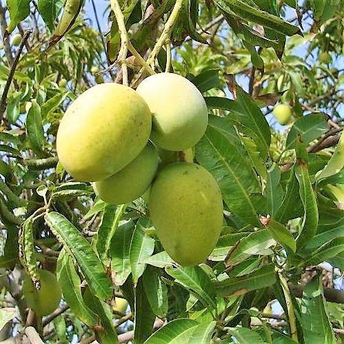 Mangifera indica, Mango Tree