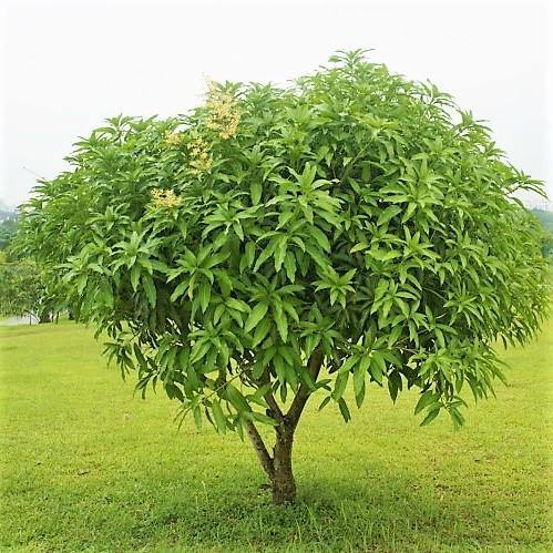 Mangifera indica, Mango Tree