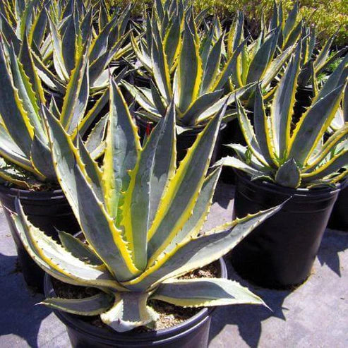 Agave americana marginata, Variegated Century Plant