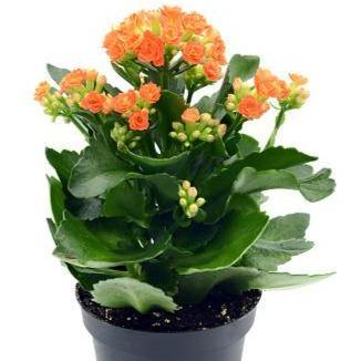 Kalanchoe blossifeldiana, Flaming Katy, Christmas , outdoor