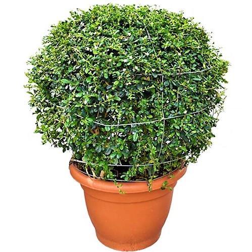 Ehretia microphylla, Fukien Tea Tree, Ball