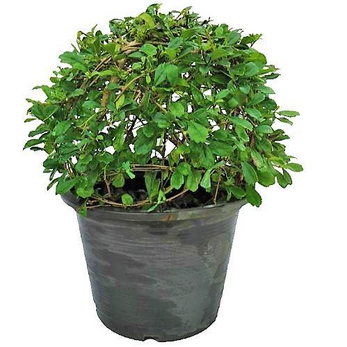 Ehretia microphylla, Fukien Tea Tree, Ball