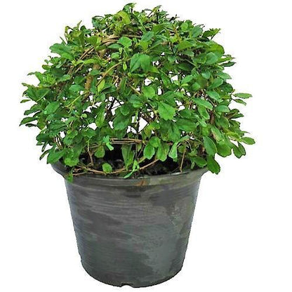 Ehretia microphylla, Fukien Tea Tree, Ball