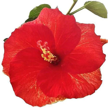 Sinensis Red, Hibiscus Rosa