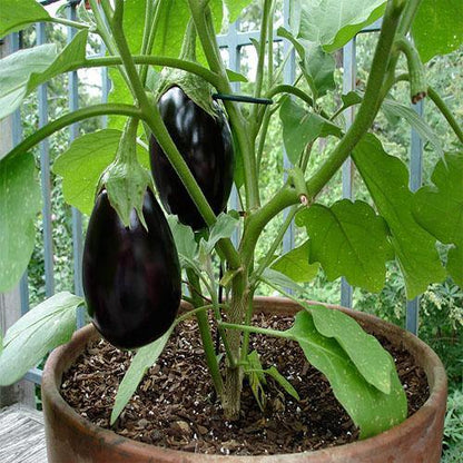 Eggplant