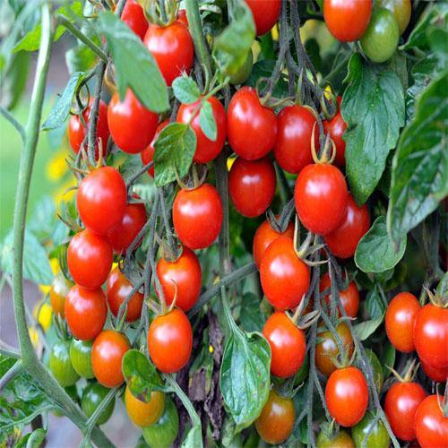 Cherry Tomato Plant