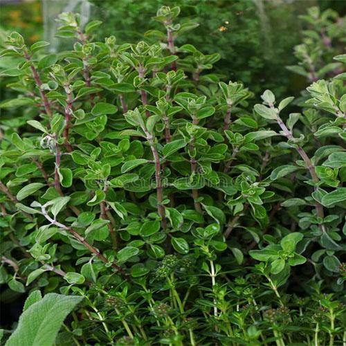 Sweet Marjoram