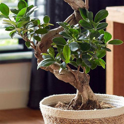 Ficus S Bonsai